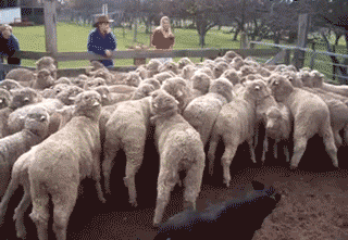 可爱搞笑的动物牧羊犬gif动物gif搞笑图片