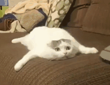 搞笑可爱的动物GIF动态图动物gif搞笑图片