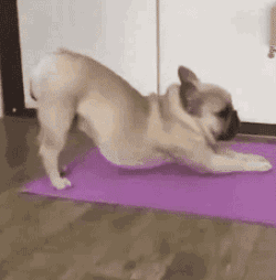 搞笑的宠物动态图动物gif搞笑图片