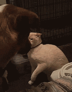 猫跟狗动物打架的可爱搞笑动图动物gif搞笑图片