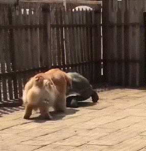 狗狗萌宠跟乌龟打架的搞笑动态图动物gif搞笑图片