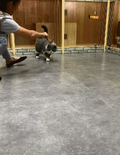 可爱搞笑的猫咪宠物萌蠢瞬间的动图动物gif搞笑图片