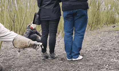 老鹰的搞笑动态图动物gif搞笑图片