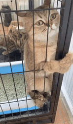 可爱帅气的猫咪搞笑GIF动态图动物gif搞笑图片