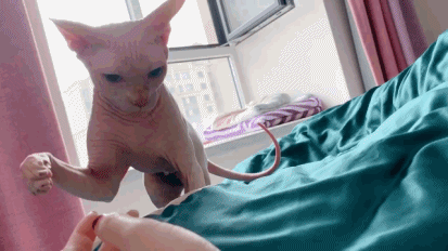 无毛猫的可爱搞笑动图动物gif搞笑图片