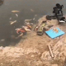 鸭子喂鱼食的动物可爱感人GIF图动物gif搞笑图片