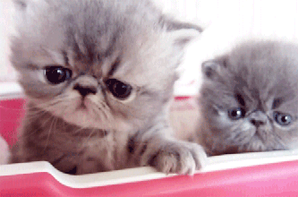 可爱的圆脸加菲猫幼猫咪GIF动态图动物gif搞笑图片