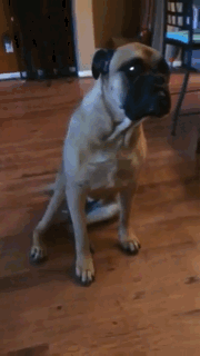 动物狗狗拆家闯祸的搞笑gif动图动物gif搞笑图片