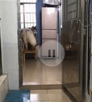 狗狗阿拉斯加跑步摔倒的搞笑图片动物gif搞笑图片