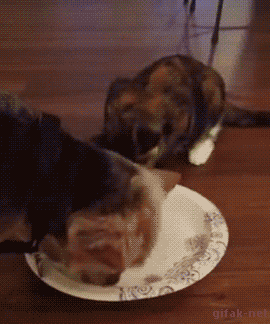 可爱的宠物抢吃的搞笑动图动物gif搞笑图片