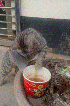 可爱的猫咪宠物吃泡面的搞笑动图动物gif搞笑图片