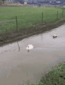 宠物狗狗游泳的搞笑图片动物gif搞笑图片