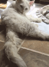 长毛猫咪舔毛的搞笑GIF动图动物gif搞笑图片