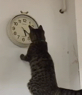 搞笑可爱的猫咪拆家GIF动图动物gif搞笑图片