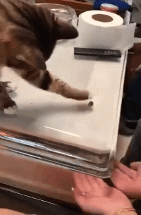 可爱的动物猫咪爪子动图动物gif搞笑图片