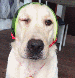 萌宠狗狗眨眼卖萌gif动物gif搞笑图片