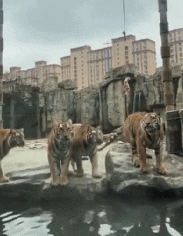 动物园老虎跳水吃肉的搞笑动态图动物gif搞笑图片