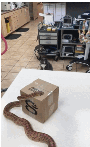 猫咪看见蛇惊恐表情搞笑GIF动图动物gif搞笑图片