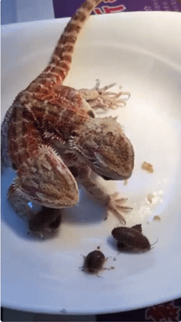 恐怖的动物双头蜥蜴gif动物gif搞笑图片