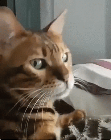 长得像易烊千玺的猫动物gif搞笑图片