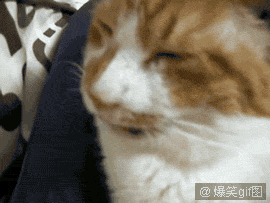 搞笑的动物猫咪的鼻涕泡动物gif搞笑图片