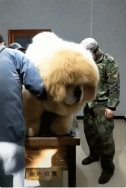 巨大可爱的宠物松狮GIF图动物gif搞笑图片