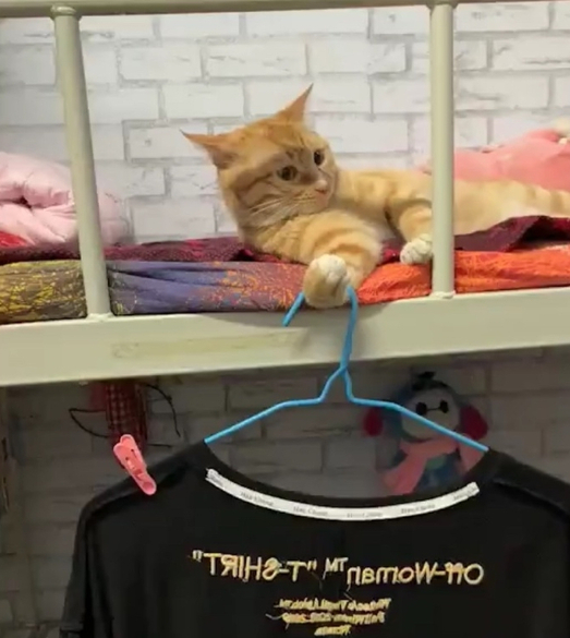 宿舍养猫咪的搞笑图片动物gif搞笑图片