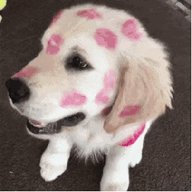 可爱的狗狗拉布拉多满脸口红唇印GIF动图动物gif搞笑图片