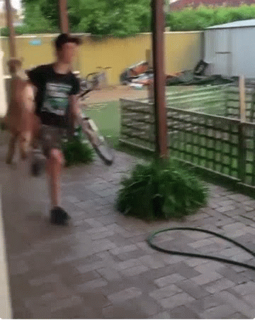 动图羊驼草泥马奔跑的可爱搞笑动图动物gif搞笑图片