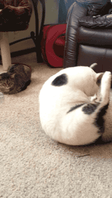 猫咪舔毛打滚的可爱动物GIF图动物gif搞笑图片