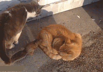 猫咪打架的搞笑动图动物gif搞笑图片