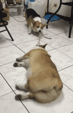 可爱搞笑的狗狗柯基GIF动图动物gif搞笑图片