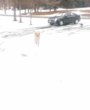 萌宠狗狗雪地打雪仗摔倒的搞笑动图动物gif搞笑图片