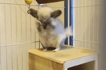 龙猫洗脸捋胡子可爱搞笑的萌宠动物GIF动图动物gif搞笑图片