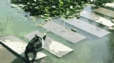 搞笑的狗狗过河掉水里GIF动图动物gif搞笑图片