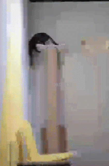 搞笑的猫咪玩猫爬架成精GIF动图动物gif搞笑图片