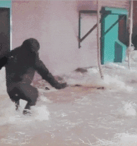 猴子大猩猩的搞笑GIF动图动物gif搞笑图片