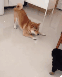 萌宠狗狗搞笑可爱的动态图动物gif搞笑图片