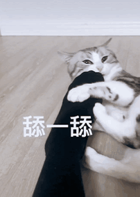 可爱搞笑的萌宠猫咪GIF动图动物gif搞笑图片