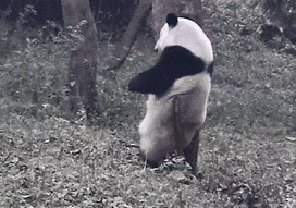 熊猫挠痒痒的搞笑动图动物gif搞笑图片