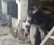 动物狗狗的搞笑GIF动图动物gif搞笑图片