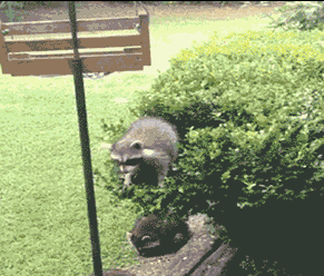 搞笑的动物小浣熊干脆面君动态图片动物gif搞笑图片