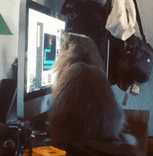 猫咪萌宠被吓跳起来的搞笑动图动物gif搞笑图片