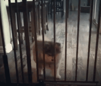 狗狗阿拉斯加虚胖钻围栏的搞笑动态图动物gif搞笑图片