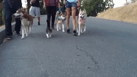 遛猫的搞笑萌宠GIF动态图动物gif搞笑图片