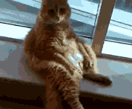 萌宠橘猫靠着墙的大佬坐姿GIF动图动物gif搞笑图片