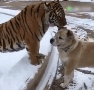 动物园的萌宠老虎舔狗GIF图动物gif搞笑图片