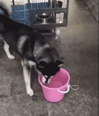 萌宠哈士奇拆家的搞笑GIF动图动物gif搞笑图片