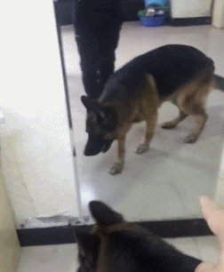 萌宠动物照镜子的搞笑动态图动物gif搞笑图片