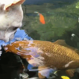狗狗舔金鱼的萌宠温馨GIF动图动物gif搞笑图片